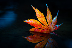 Colorful pointed autumn leaf in a puddle - My entry for todays 