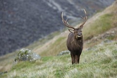 Sika Stag