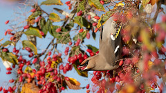 Waxwing - I'll Bend Over Backwards for a Berry!