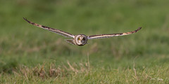 Low Flight - Short-eared Owl