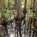 Big Cypress National Preserve 2 • <a style="font-size:0.8em;" href="http://www.flickr.com/photos/86757917@N00/53334153894/" target="_blank">View on Flickr</a>