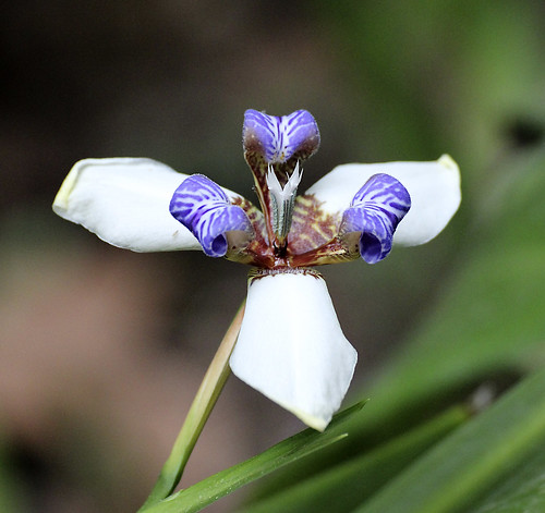 Neomarica gracilis (=Trimezia gracilis) Orquidea brasileña