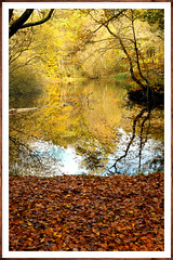 Autumn Forest Lake Essex