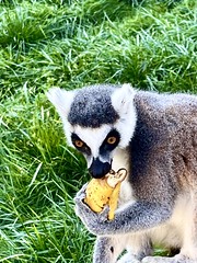 Ringtail lemur munching on a banana
