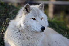 Portrait of a Grey Wolf
