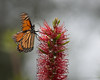 Monarch (Danaus plexippus) nectaring Myrtaceae- Crimson Bottlebush (Melaleuca citrina)-2