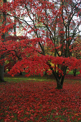 Autumn colours at Westonbirt: Red