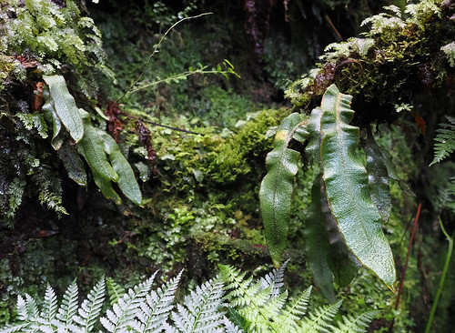 Scaly tongue-fern (Elpahoglossum semicylindricum), Mistérios Negros trail, Terceira Island, Azores