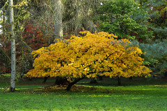 Autumn colours at Westonbirt: Yellow