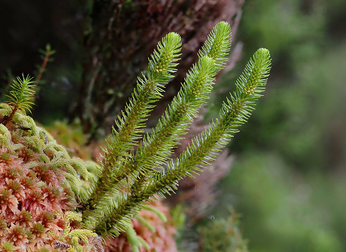 Macaronesian fir clubmoss (Huperzia dentata), Mistérios Negros, Terceira Island, Azores