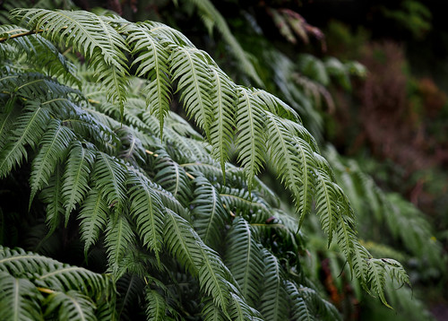 European chain fern (Woodwardia radicans), Mistérios Negros, Terceira Island, Azores