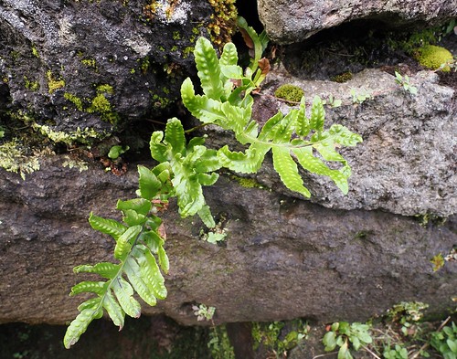 Azorena rockcap fern (Polypodium macaronesicum subsp. azoricum), Terceira Island, Azores