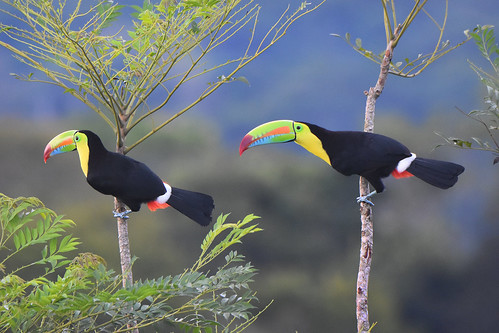 Keel-billed Toucans in Panama