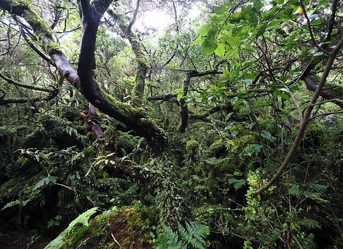 Native forest vegetation, Mistérios Negros trail, Terceira Island, Azores