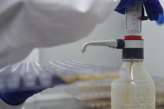 GMO - Risk Assessment  Laboratory
