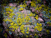 Patters in lichen