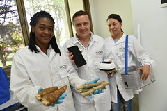 Cassava Pathology Laboratory