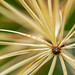 2023 (365 challenge) - Week 47 ( Macro and or abstract in nature) - Day 2 - looking down at end of spruce branch and needles