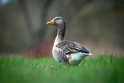 Ducks22