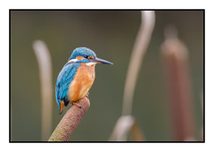 Kingfisher (F)  just chillin on a reedmace (Alcedo atthis)
