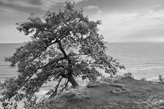 sea tree