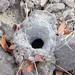 Tarantula burrow
