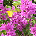Bougainvillea with yellow butterfly