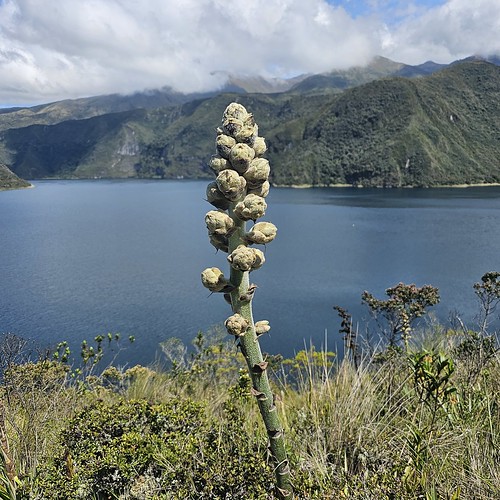 Puya asplundii, Laguna Cuicocha, Ecuador