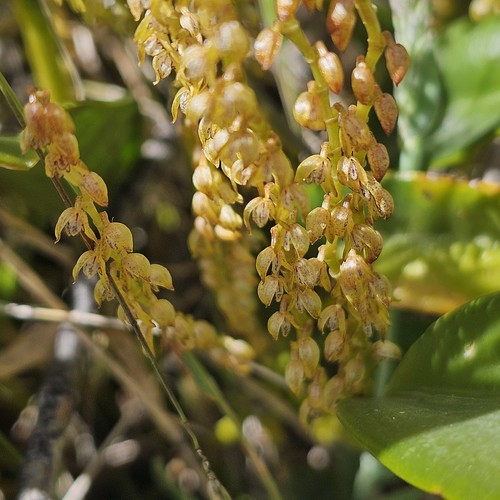 Stelis sp. | Leach Orchids, Laguna Cuicocha, Ecuador