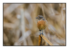 Stonechat (F)  - (Saxicola rubicola)  2 clicks for best view