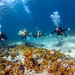 Dias Dive Site Ammouliani Island Greece