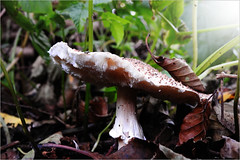 Backyard Mushroom