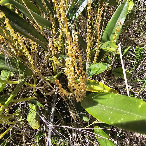 Stelis sp. | Leach Orchids, Laguna Cuicocha, Ecuador