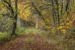 *Path through the autumn forest*