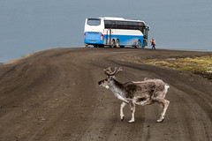 Attention, Reindeer Crossing