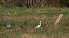 Grey heron, great egret and kingfisher at Westhay Moor NNR