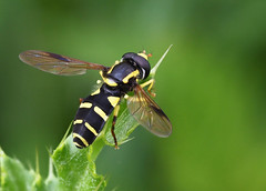 Xanthogramma pedissequum ♂ (Syrphidae), Parc de Woluwe, Bruxelles