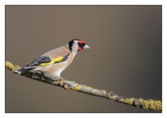 Goldfinch  - (Carduelis carduelis) 2 clicks for best view