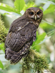 Mottled Owl (Ciccaba virgata)