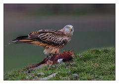 Red Kite feasting on a pheasant - (Milvus milvus) 2 clicks for large