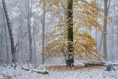 *Onset of winter in the beech forest*