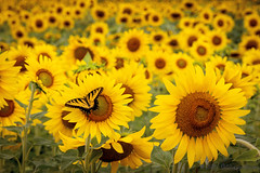 Sunflowers with Butterfly