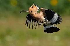Härfågel / Eurasian Hoopoe 2023-07-10_14 by Thomas Landgren on flickr