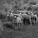DSC_0729_1  Moutons du Champsaur