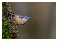 Nuthatch - (Sitta europaea) 2 clicks for large