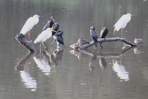 Egrets & Cormorants