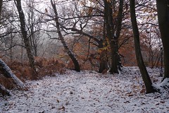 Some of yesterdays snowy woodland scenes, Perry Woods Selling.