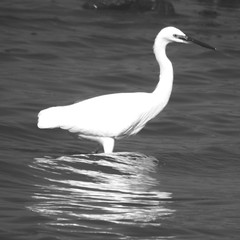 Little Egret - Study In Monochrome