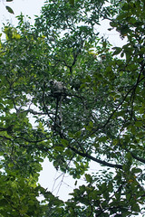 Gray langur (Semnopithecus entellus)