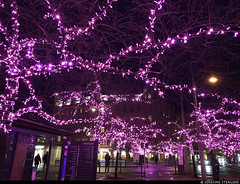 20201222_i1 Purple ChriFSMas lights in cherry trees (they have pink blossoms in the spring) | Järntorget, Gothenburg, Sweden
